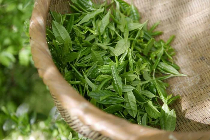 7 Gründe, wieso Grüner Tee gesund ist