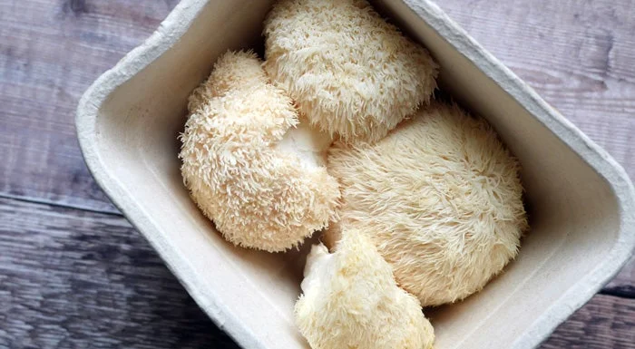 Was ist Igel-Stachelbart (Lion’s Mane)? | Gesundheitliche Wirkung & Verwendung