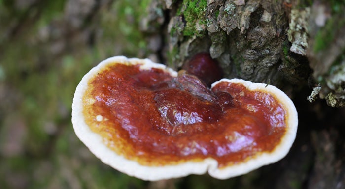Was sind Reishi Pilze? | Wirkung & Nutzen